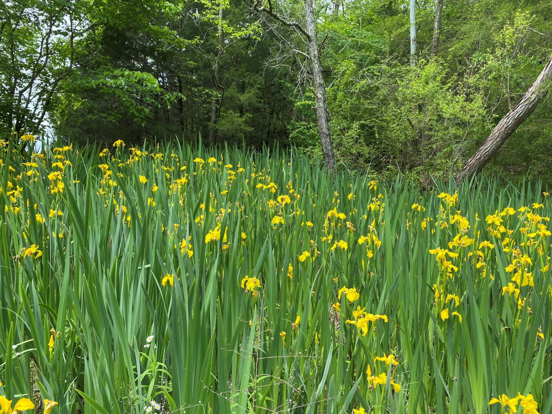 3478 Sweeney Hollow Road. Franklin TN — image 5