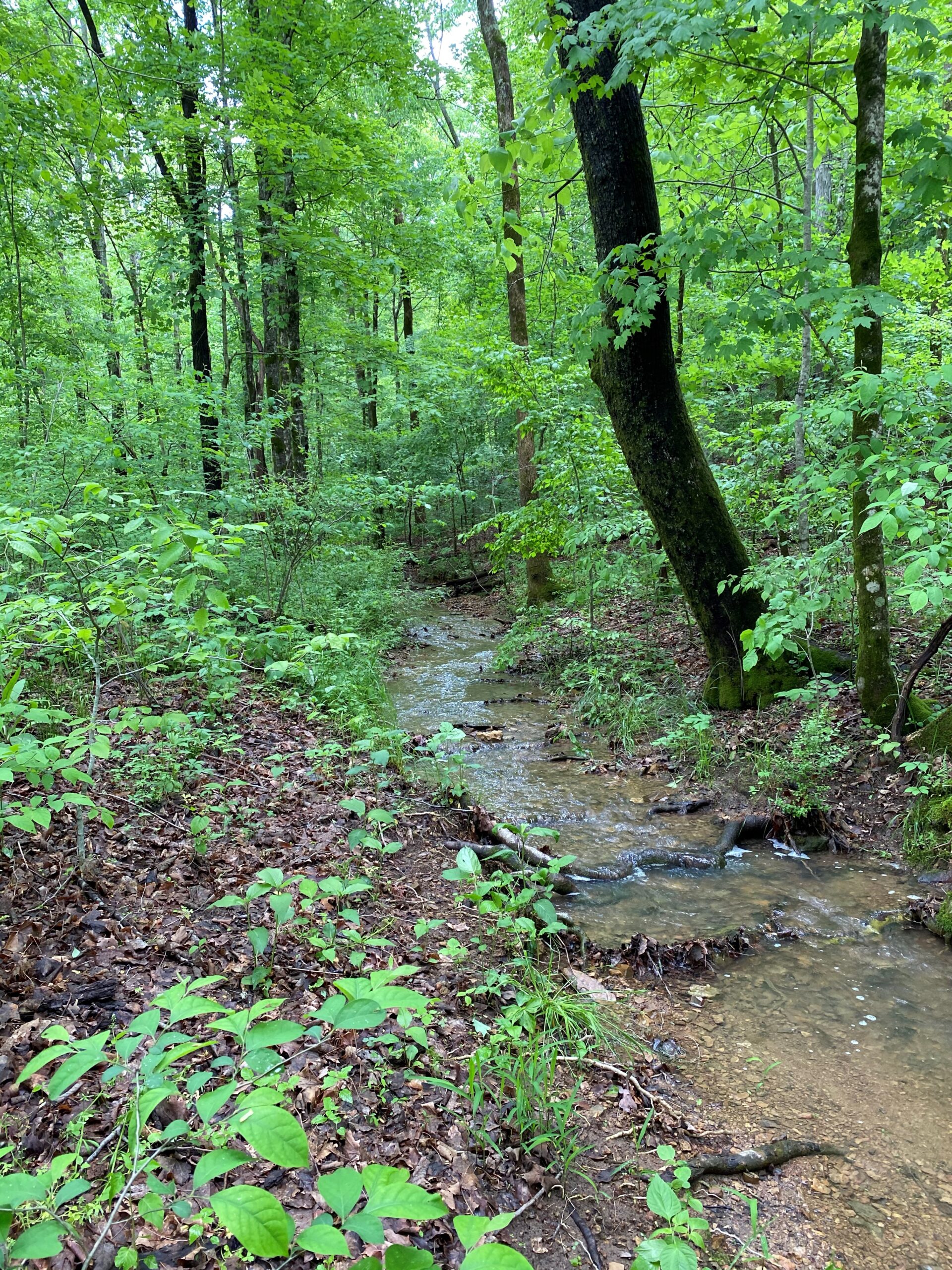 3478 Sweeney Hollow Road. Franklin TN — image 22
